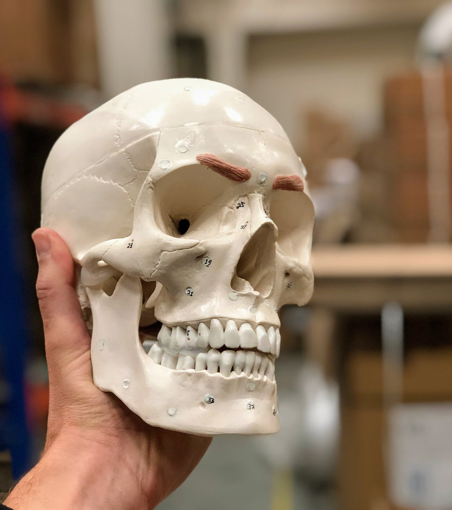 Skull model with 38 removable masticatory and facial muscles