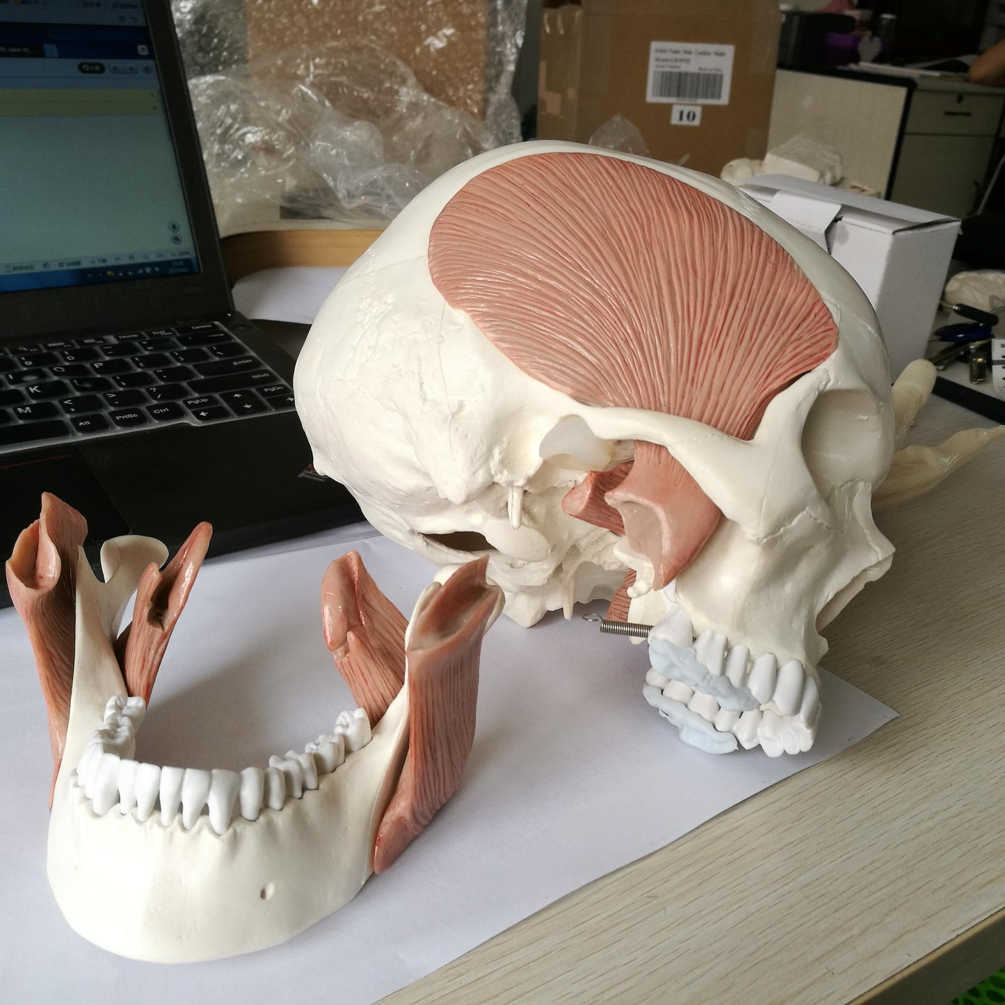Skull model incl. all the masticatory muscles. Can be separated into 10 parts