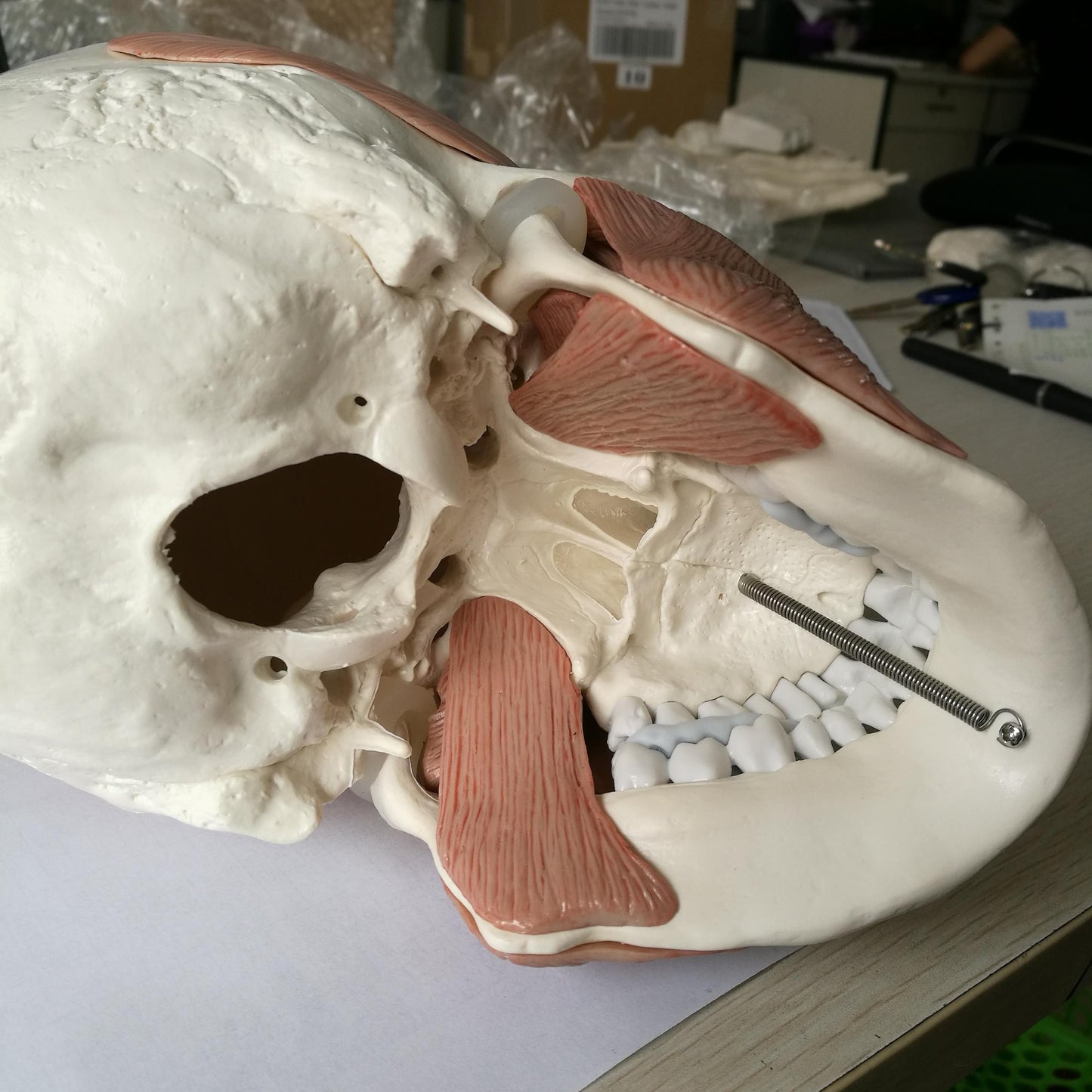 Skull model incl. all the masticatory muscles. Can be separated into 10 parts