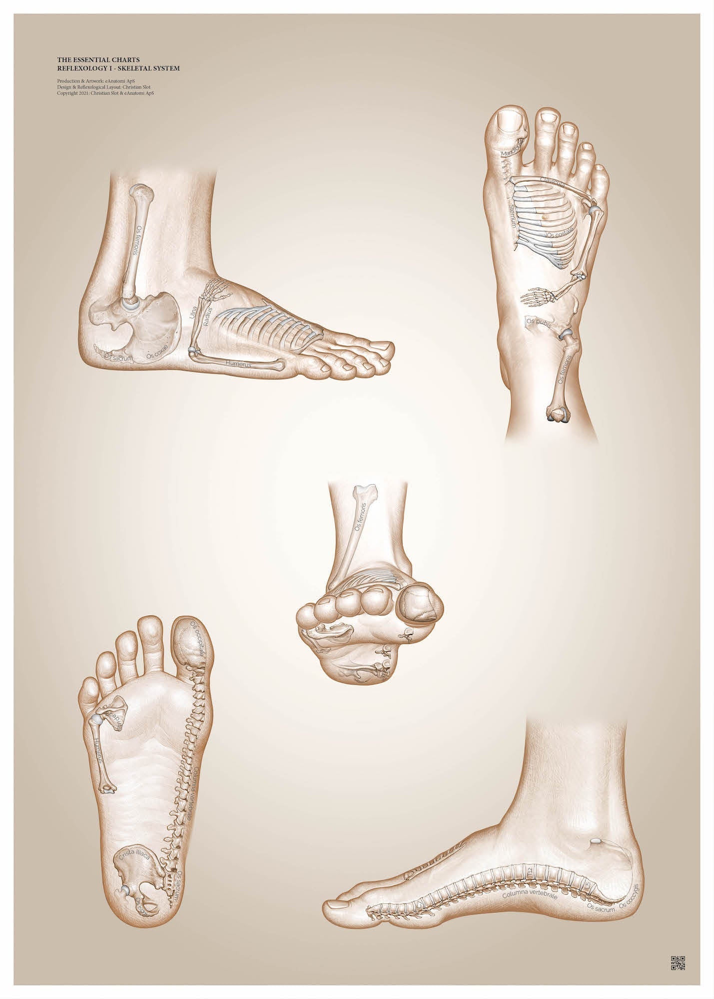 Poster about muscular reflexology - The skeletal system by Christian Slot