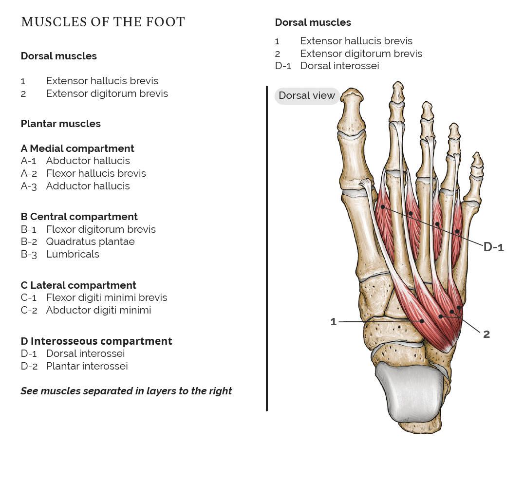 Anatomi poster - Muskelsystemet EA5