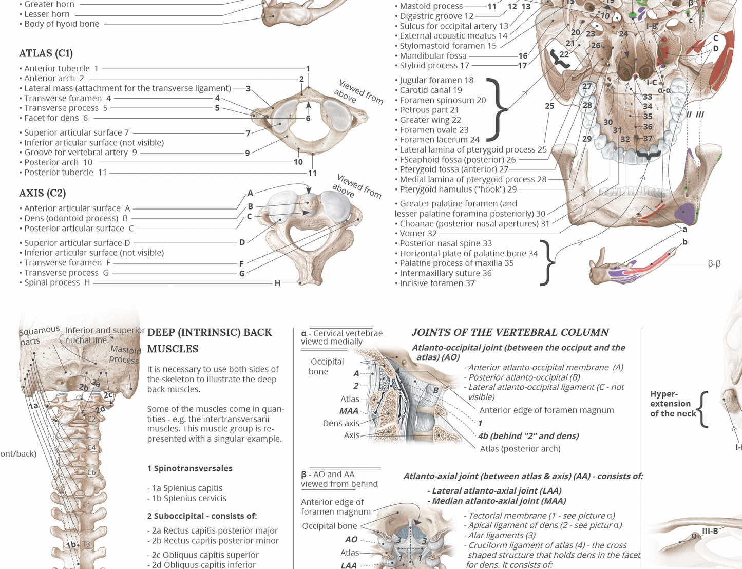 Anatomy poster - Anatomy of the musculoskeletal system EA1