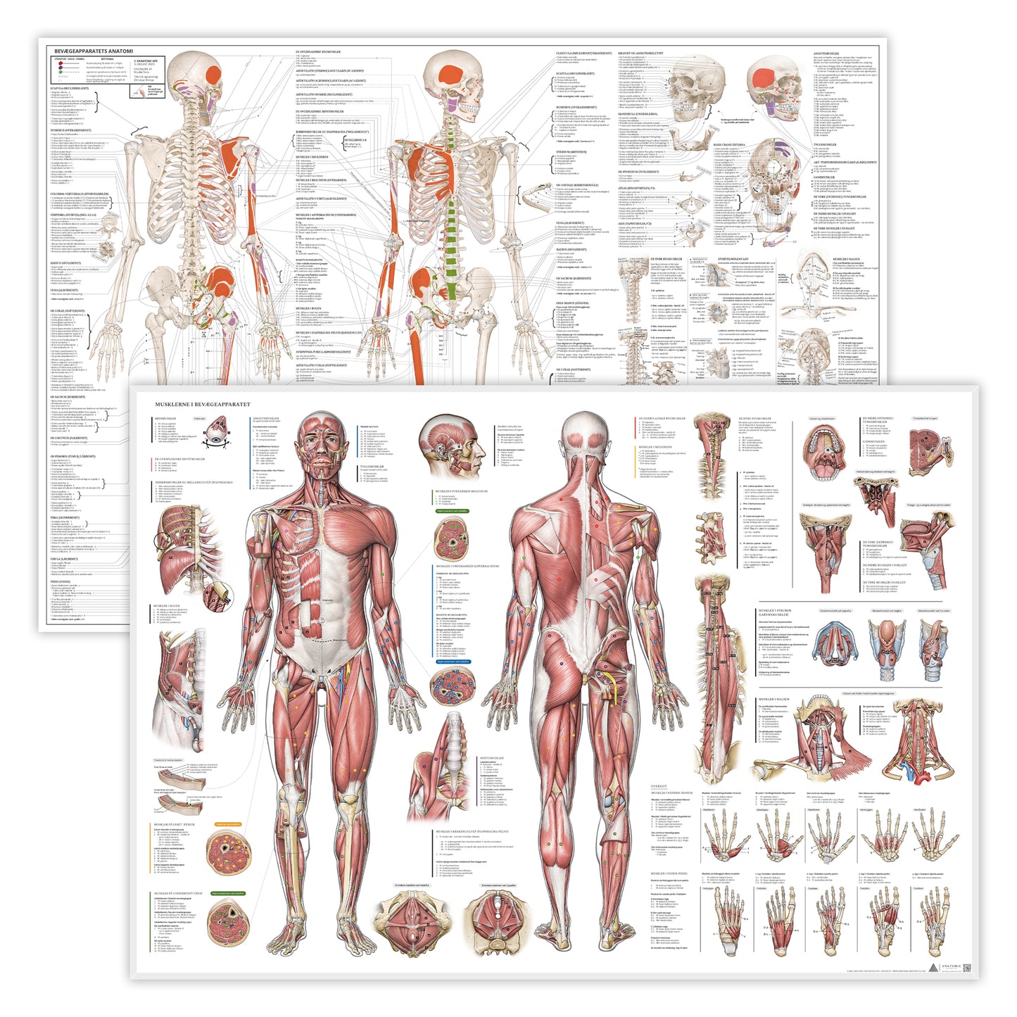Plakatsæt EA1 og EA5 - de ultimative anatomiplakater