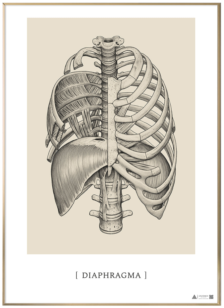 Anatomisk kunstplakat Diaphragma
