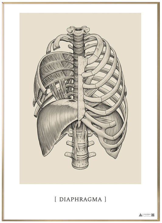 Anatomical Art Poster Diaphragm