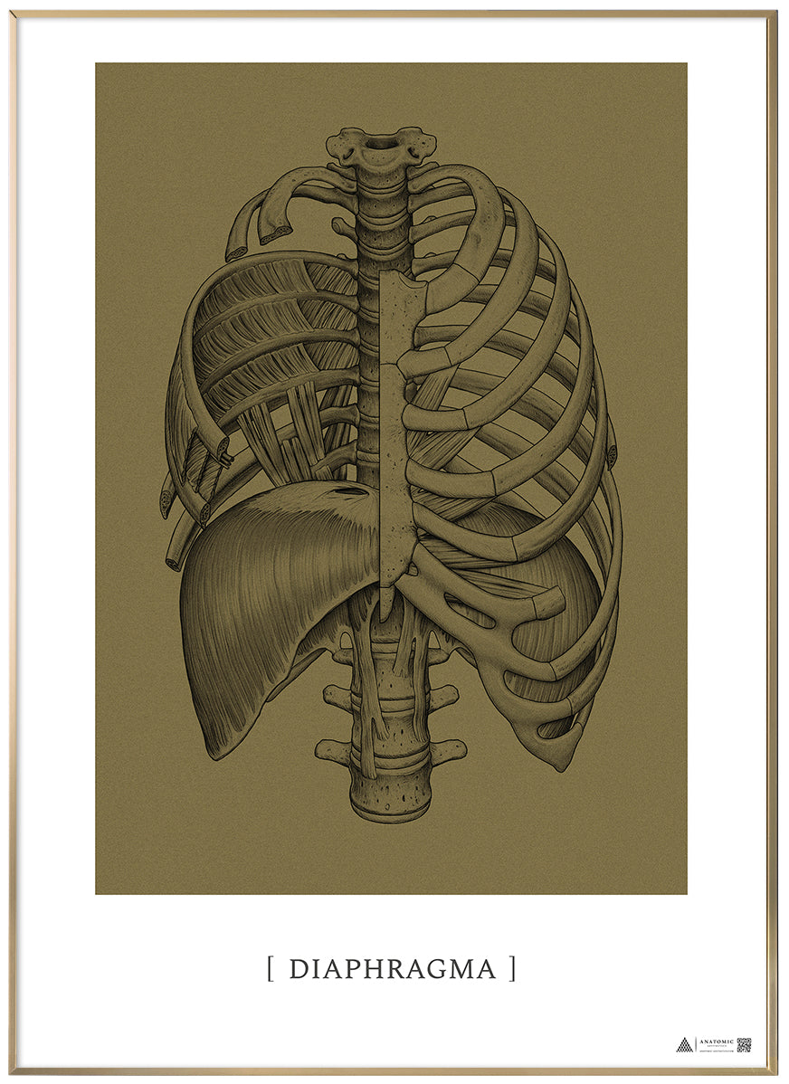 Anatomisk kunstplakat Diaphragm gold grain
