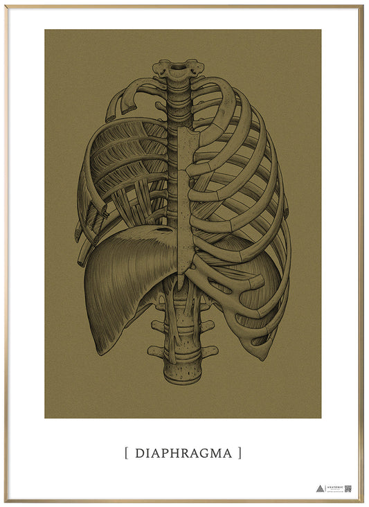 Anatomical art poster Diaphragm gold grain