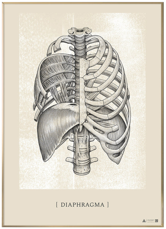 Anatomical art poster Diaphragm White chalk