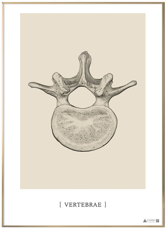 Anatomical Art Poster Vertebrae