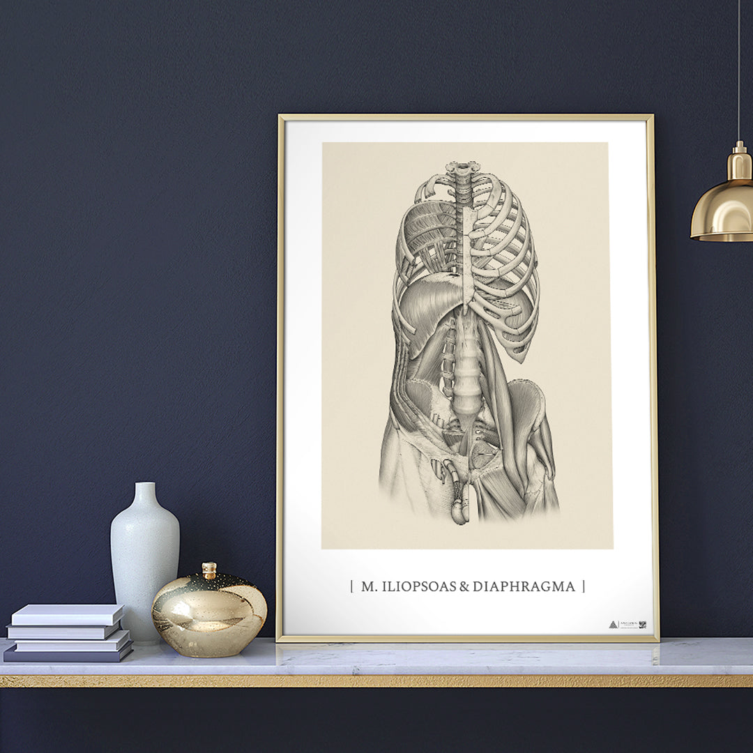 Anatomical Art Poster Iliopsoas &amp; Diaphragm