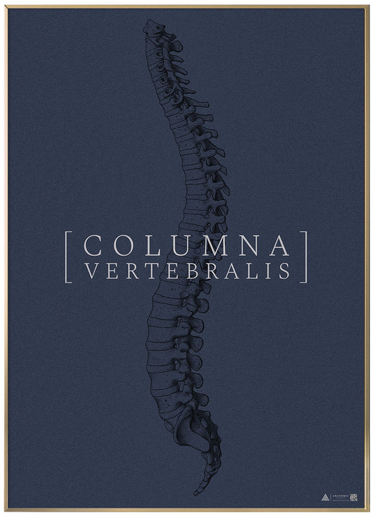 Anatomical art poster Columna Vertebralis full blue grain