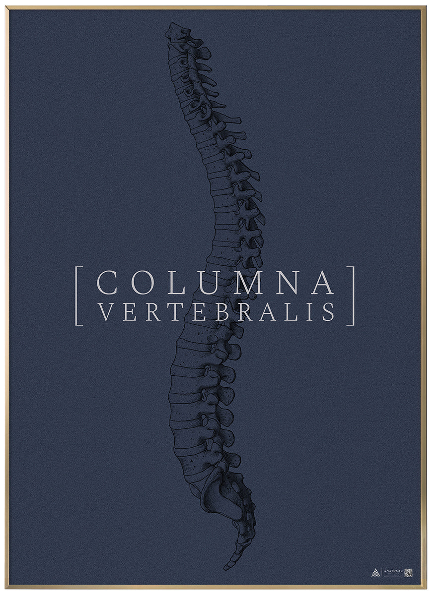 Anatomical art poster Columna Vertebralis full blue grain