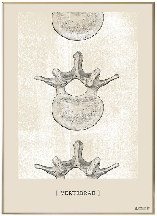 Anatomisk konstaffisch Kotor II Vit krita