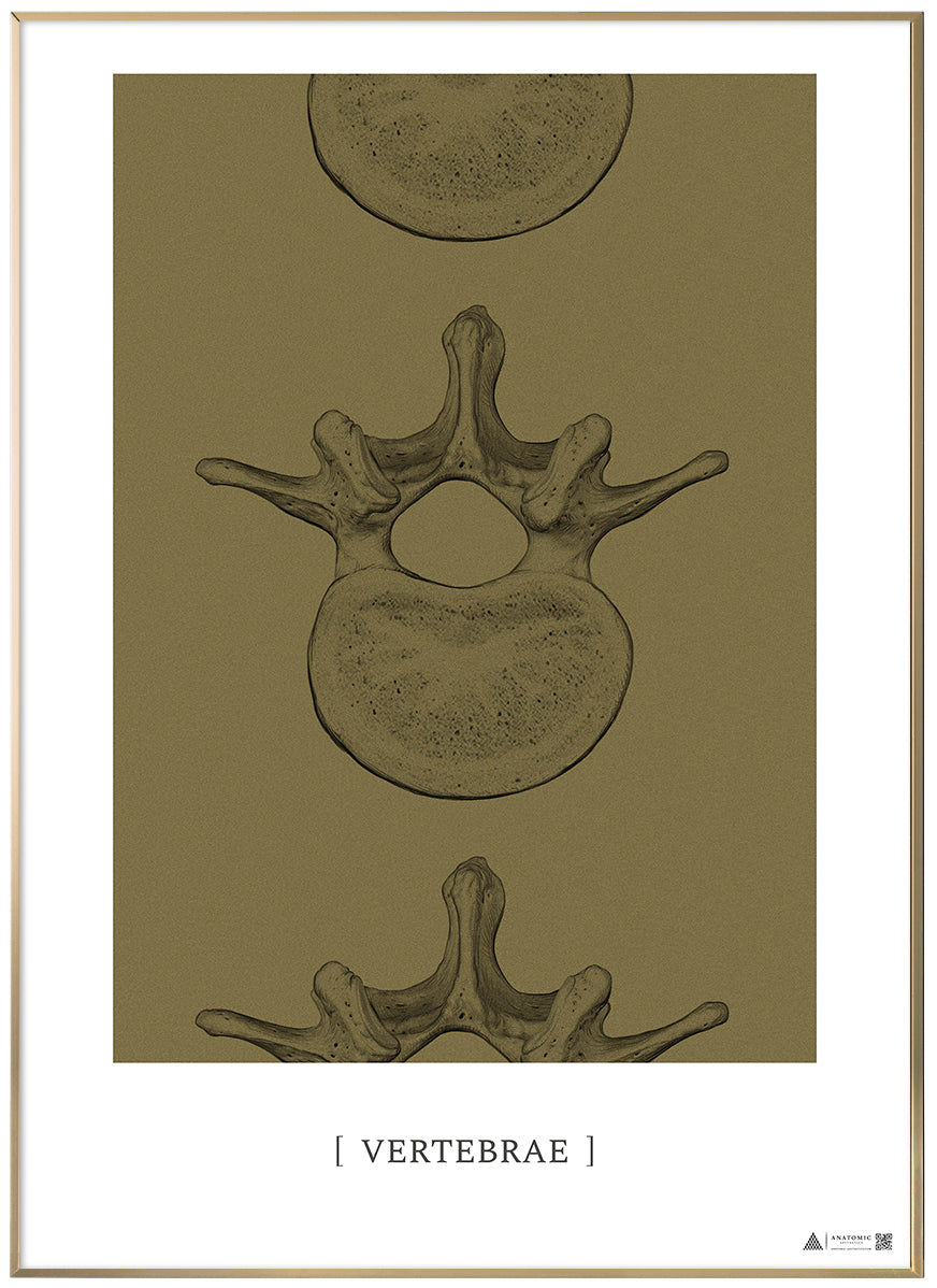 Anatomisk kunstplakat Vertebrae II gold grain