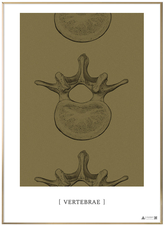 Anatomical art poster Vertebrae II gold grain