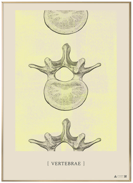 Anatomisk konstaffisch Kotor II gul krita