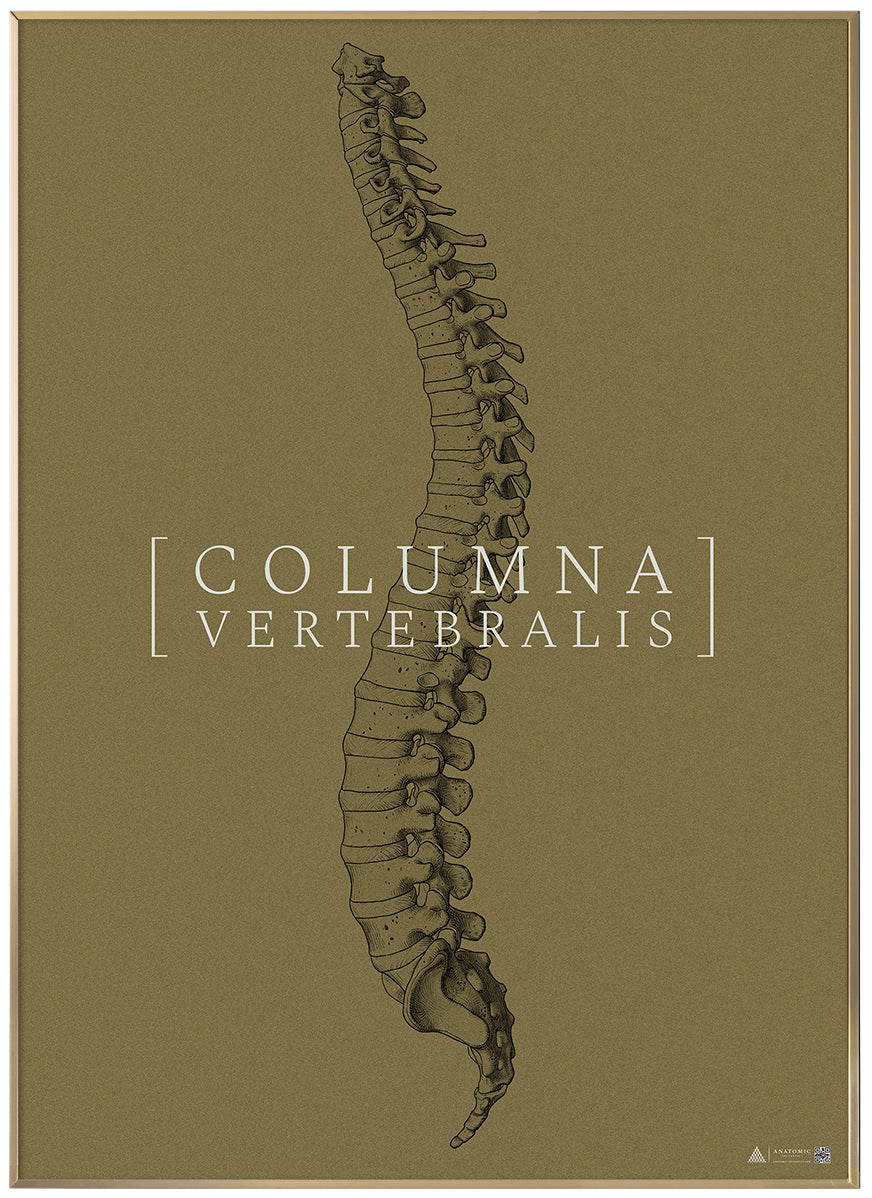 Anatomical art poster Columna Vertebralis full gold grain
