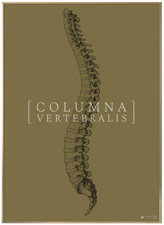 Anatomical art poster Columna Vertebralis full gold grain