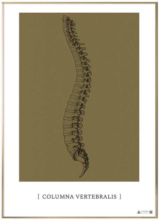 Anatomical art poster Columna Vertebralis gold grain