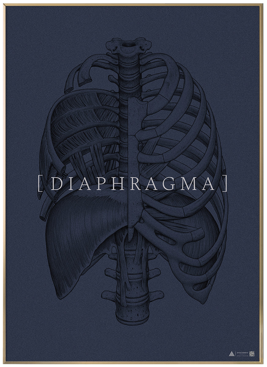 Anatomical art poster Diaphragm full blue grain