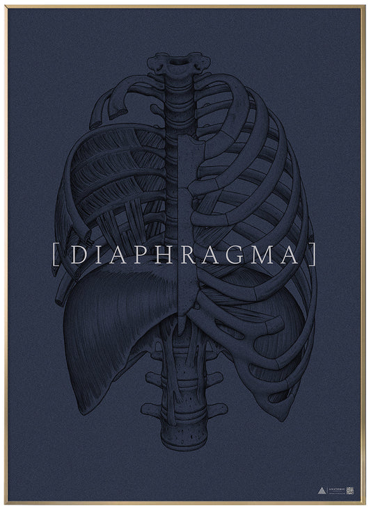 Anatomical art poster Diaphragm full blue grain