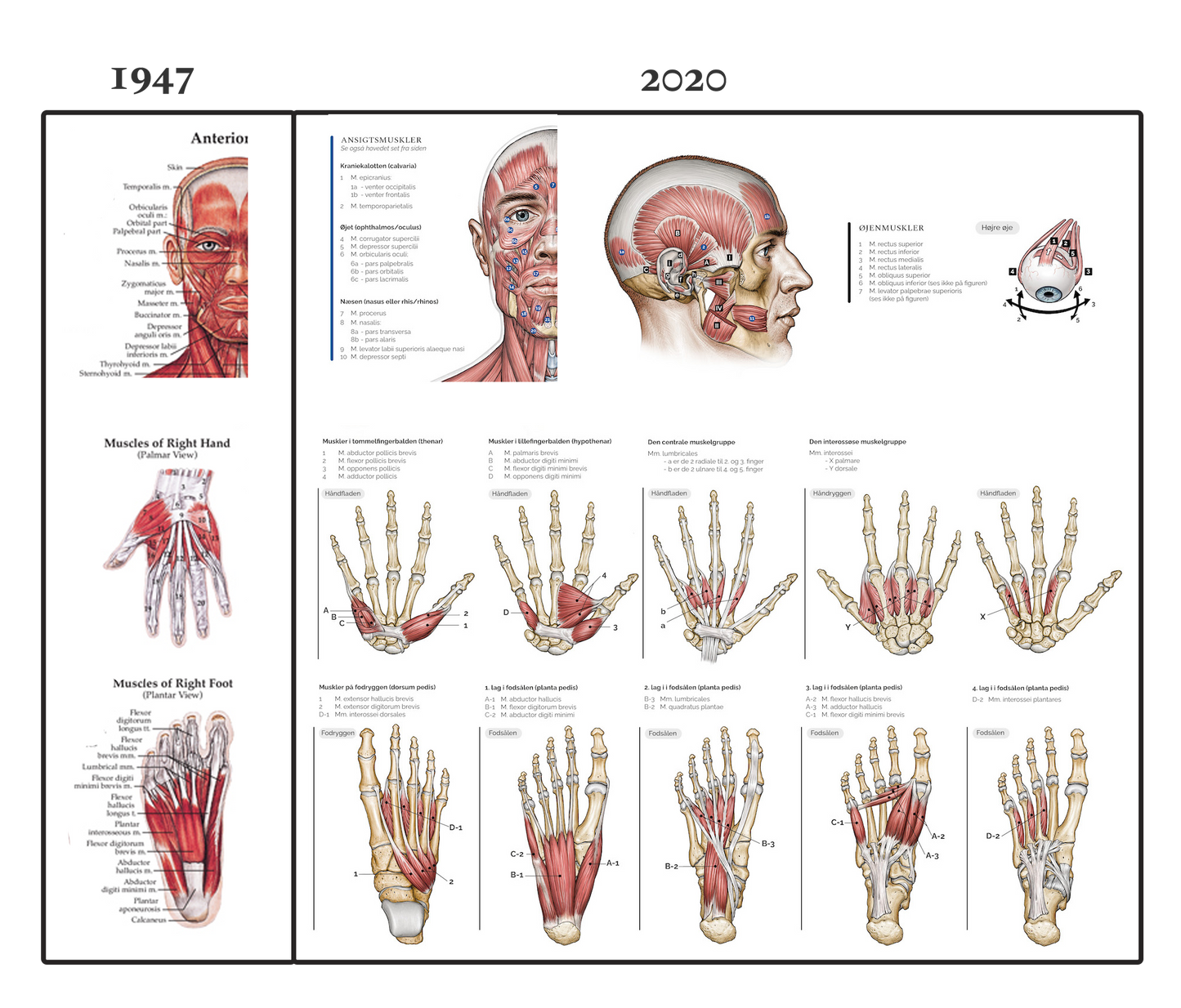Anatomy poster - The muscular system EA5