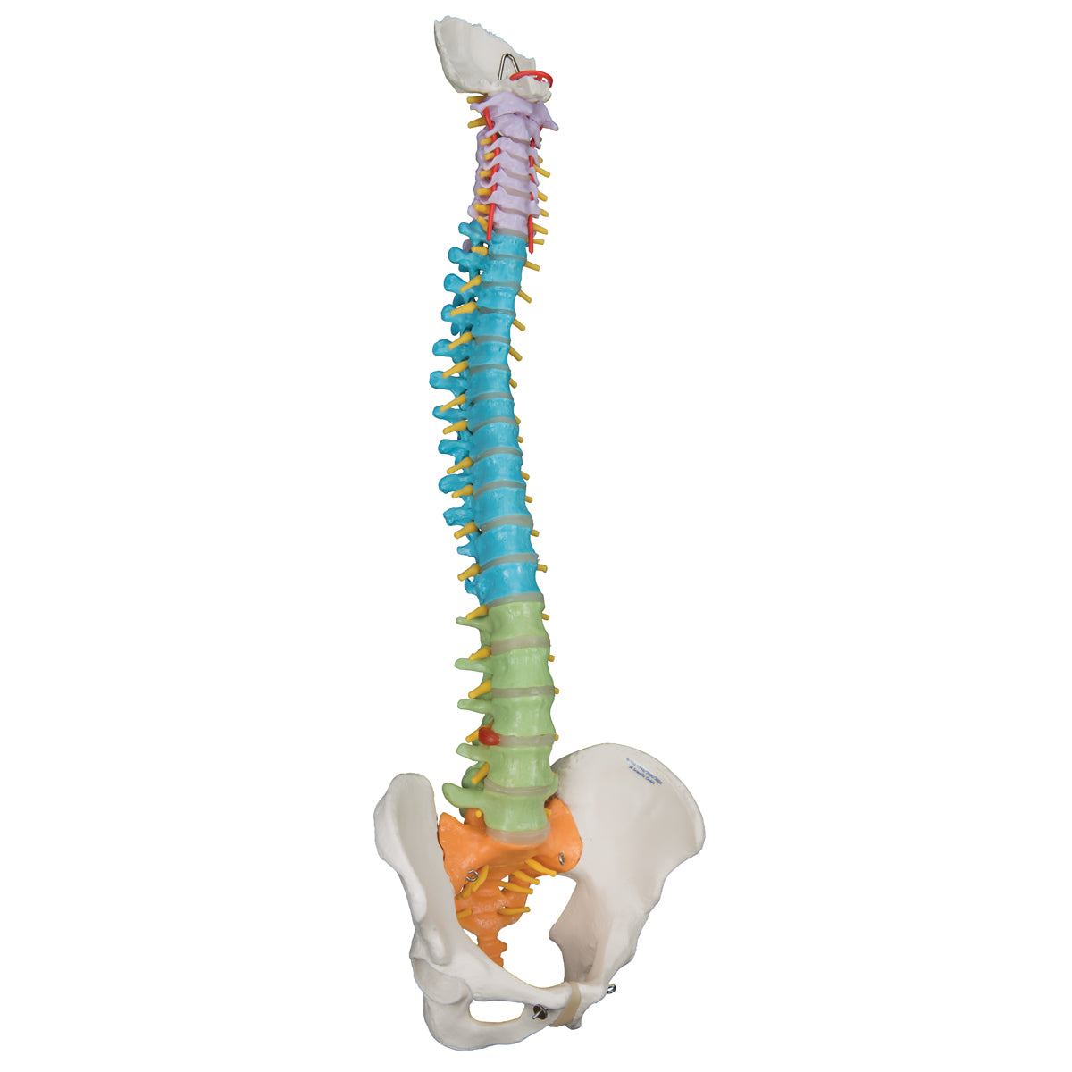 Flexible spine model in adult size incl. pelvis