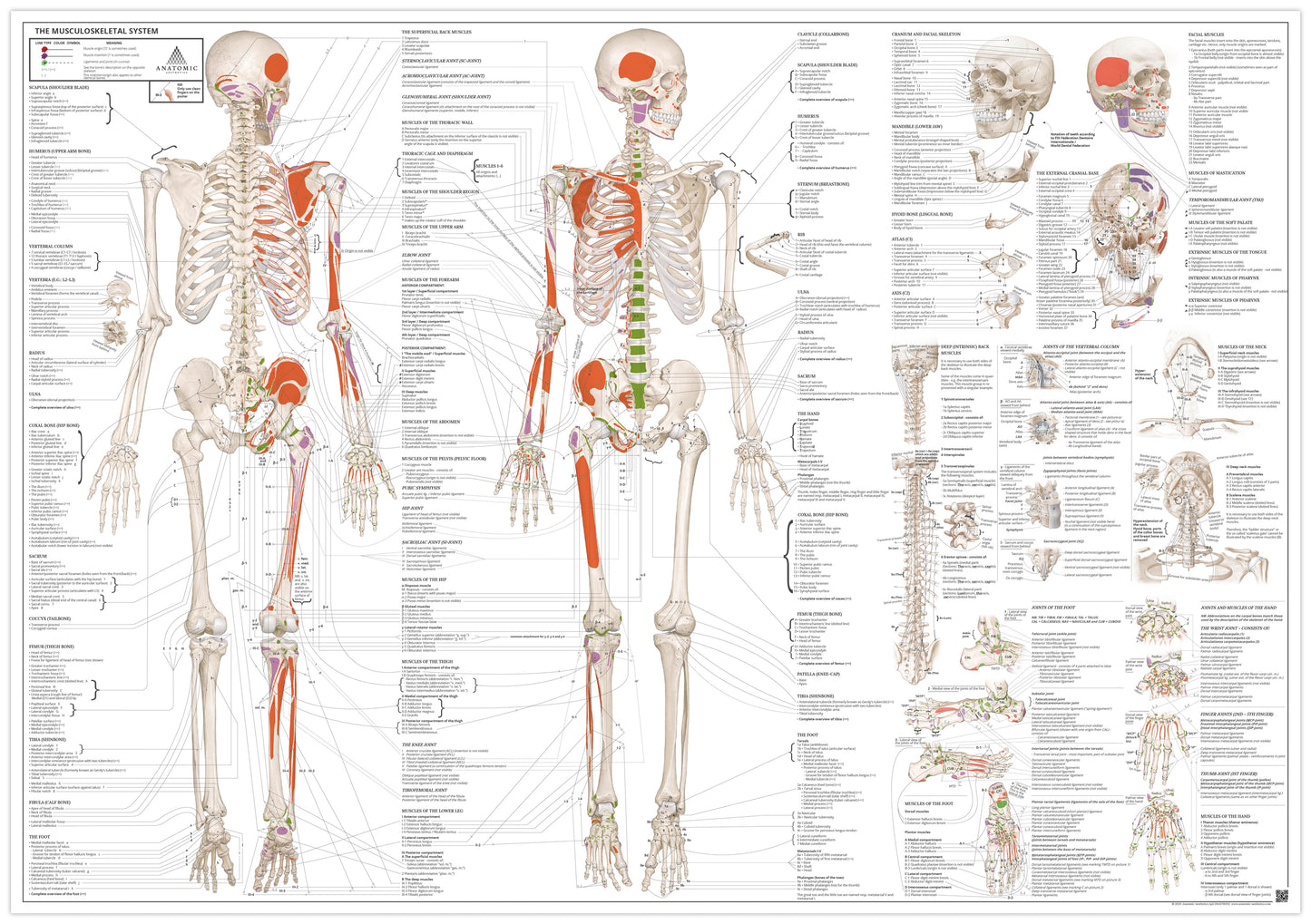 Anatomiaffisch - Anatomi av rörelseapparaten EA1